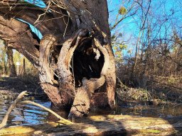 Groschenwasser, Februar 2026